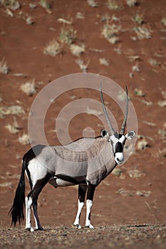 Gemsbok oryx in red dunes of Namib desert