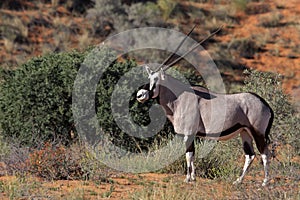 Gemsbok oryx in red Kalahari desert dunes