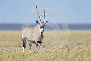 Gemsbok or Oryx on savanna, looking at camera,