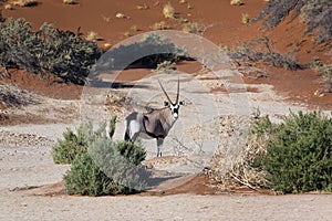 Gemsbok (Oryx) - Sossusvlei in Namibia photo