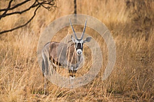 Gemsbok oryx in South Africa