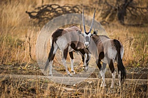 Gemsbok oryx in South Africa