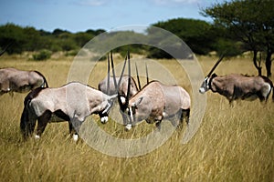 Gemsbok or Oryx squaring up for a fight