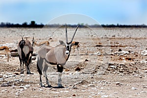 A Gemsbok Oryx standing on the Etosha Plains looking directly ahead w