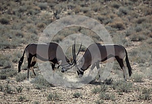 Gemsbok oryxes fighting in the Kalahari desert