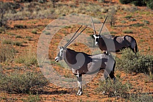 Gemsbok oryxes in red Kalahari desert dunes