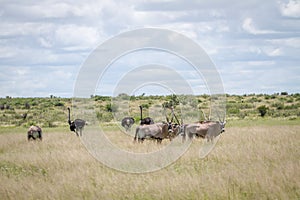 Gemsbok and Ostriches in the high grass.