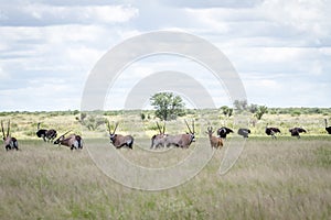 Gemsbok, Ostriches, Red Hartebeest in the grass