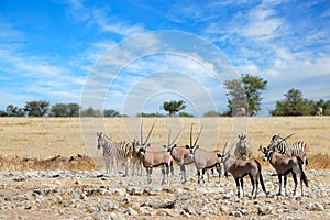 Gemsbok and plains zebras - Etosha National Park