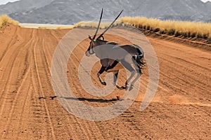 Gemsbok running