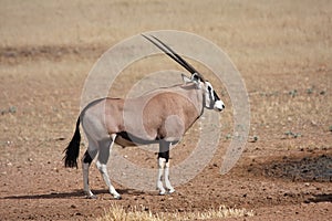 Gemsbok side