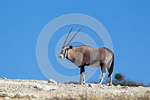 Gemsbok on skyline in desert