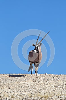 Gemsbok on skyline in desert