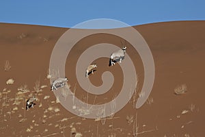 Gemsbok - Sossusvlei - Namibia