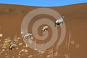 Gemsbok - Sossusvlei - Namibia photo