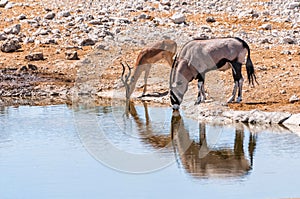 Gemsbok and Springbok at the water pool in Etosha park, Namibia