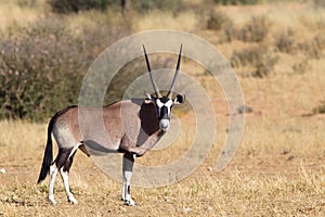 Gemsbok standing in desert