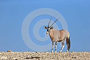 Gemsbok standing on top of a rocky hill