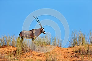 Gemsbok standing on top of a sand dune