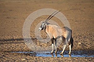 Gemsbok stood by a waterhole in the desert