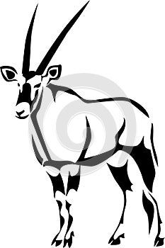 Gemsbok photo