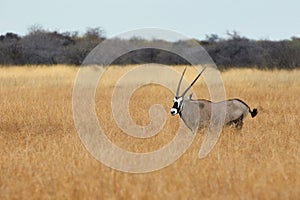 Gemsbok in the tall grass