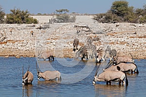 Gemsbok and zebras at waterhole