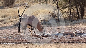 Gemsbuck drinking water