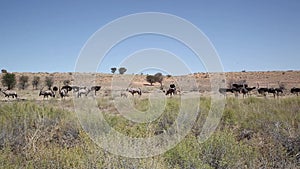 Gemsbuck and Ostriches landscape