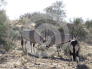 Gemsbuck playing in the veld. photo