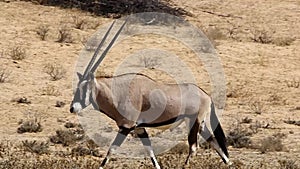 Gemsbuck walking in the Kalahari