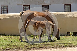 Ponies grazing on roadside grass Western Cape