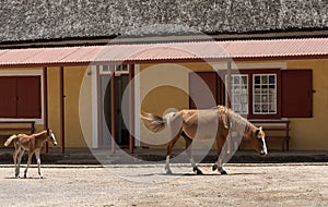 Wild pony and foal in the Western Cape, South Africa