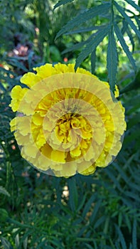 Genda flower