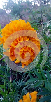 Genda flower photo