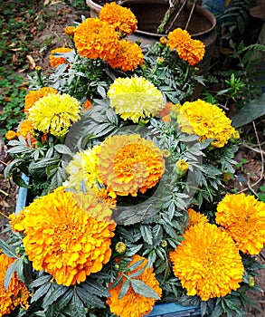 Genda flowers in the garden.