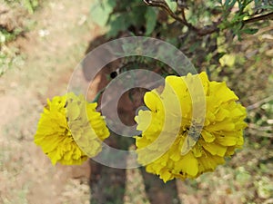 Genda ka phool genda phool flower two flower image