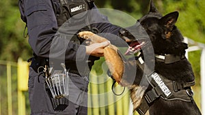 Gendarmerie dog playing with the instructor photo