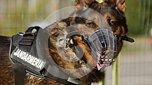 Gendarmerie dog portrait