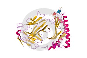 Structure of human CD1e photo