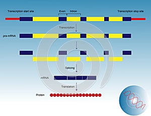 Gene expression photo