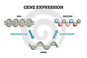 Gene expression with DNA transcription, mRNA and translation outline diagram