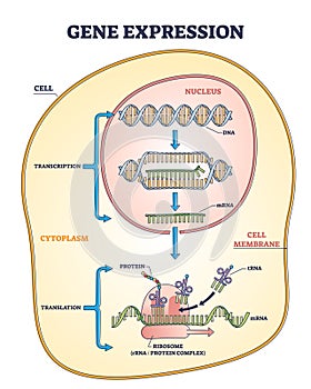 Gene expression process for product synthesis formation outline diagram