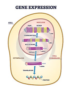 Gene expression stages with transcription and RNA splicing outline diagram photo