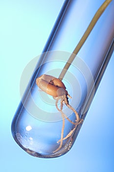 Gene manipulated small plant germinate in test tube, Wheat genet photo