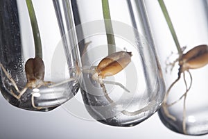 Gene manipulated small plants germinate in test tube, Wheat gene