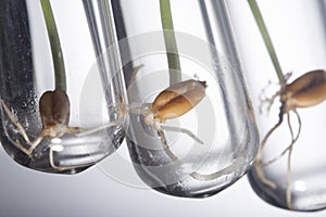 Gene manipulated small plants germinate in test tube, Wheat gene photo