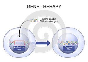 Gene Therapy. Genetic Engineering. Genome Editing