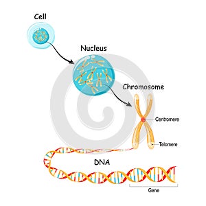 From Gene to DNA and Chromosome in cell structure. genome sequence