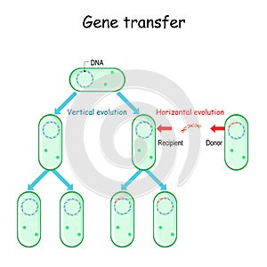 Gene transfer for example bacteria. Horizontal and Vertical evolution